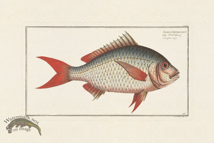 (image for) BLOCH FISH 261