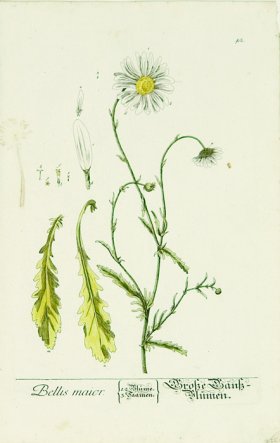 Blackwell German 065