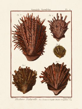 (image for) Diderot Shell 05
