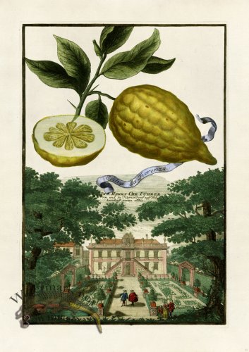 (image for) Volckamer 011