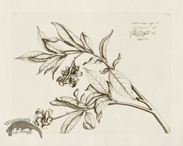 (image for) HORTUS VOL 02 54