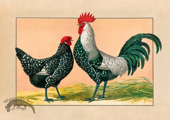 (image for) Chicken 05