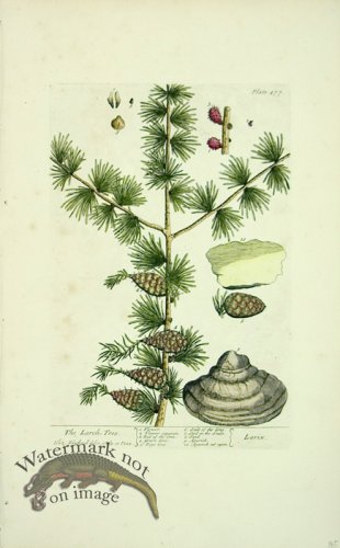 (image for) Blackwell E 31