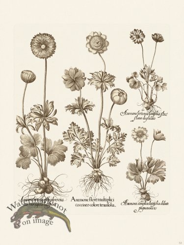 (image for) Besler 032 B1