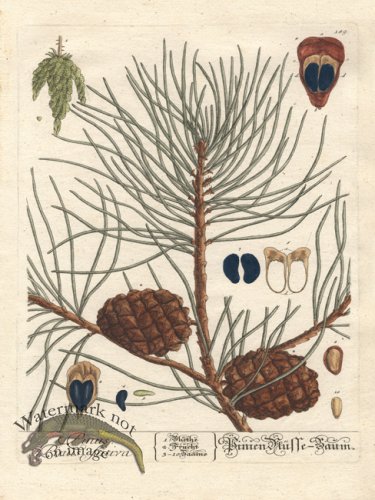 (image for) Blackwell Pine Cone 01
