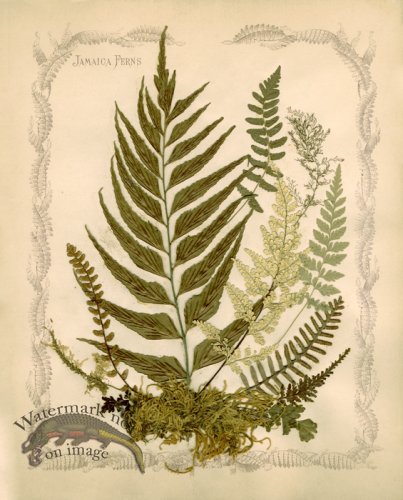 (image for) Jamaican Fern 05