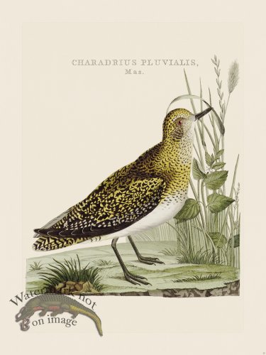 (image for) Nozeman Bird 023