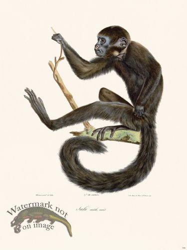 (image for) Cuvier 396 Saki Male Black