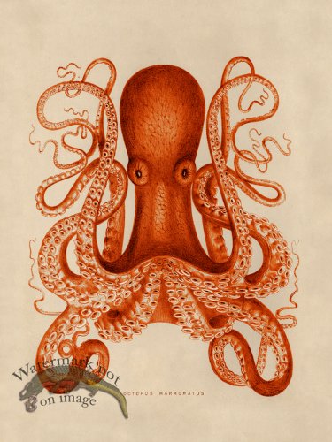 (image for) Octopus Orange 01