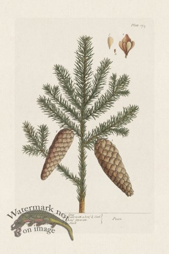 (image for) BEE 198 The Pitch Tree