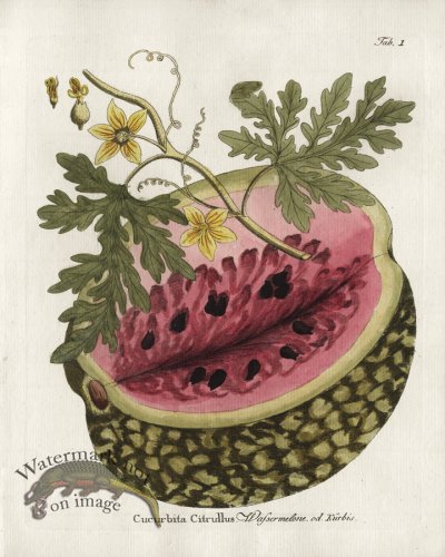 (image for) Watermelon