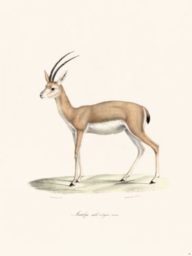 Cuvier 036 Antelope Male with Long Horns