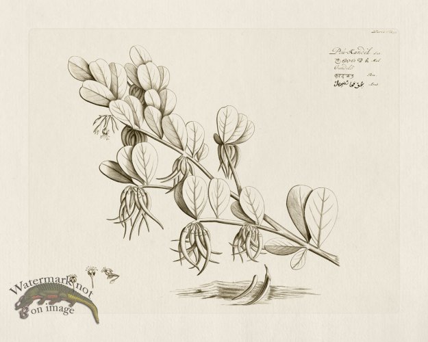 (image for) HORTUS VOl 06 36