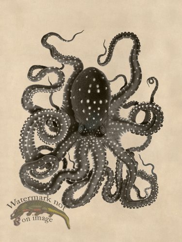 (image for) Octopus Tan 26