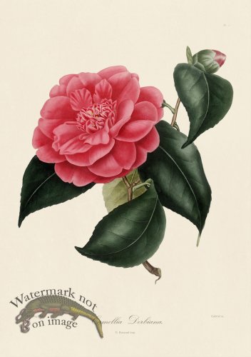 (image for) Jung Camillia 001