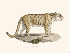 Cuvier 099 Corrugated Tiger