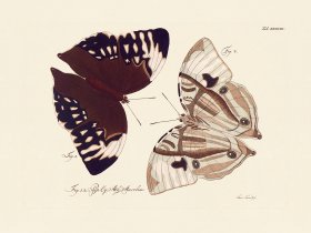 Jablonsky Butterfly 038