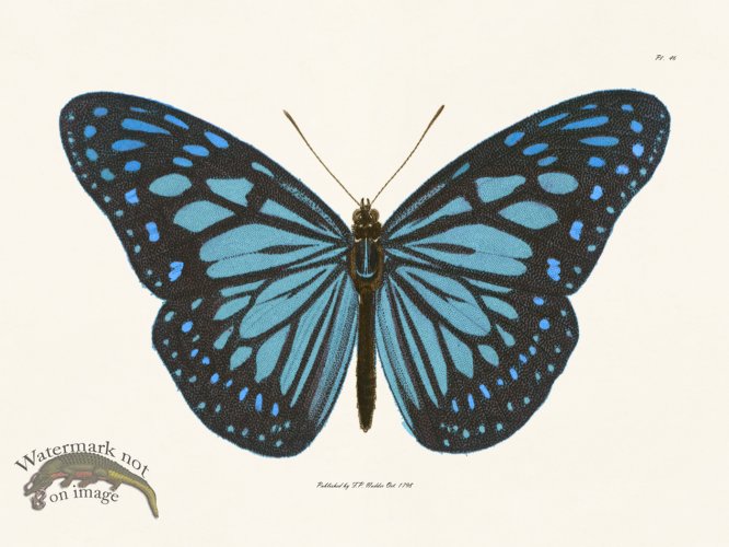 (image for) Nodder BF 46