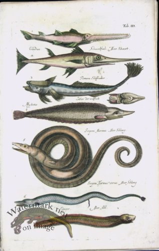 (image for) 1660_Sea_life_30