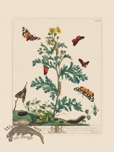 (image for) Moses Harris Insects 04