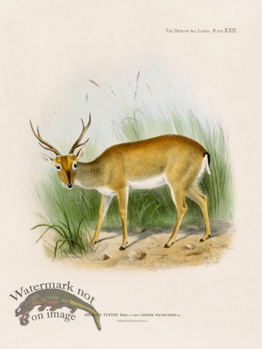 (image for) Lydekker Deer 22