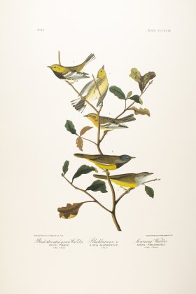 Black Throated Green Warbler