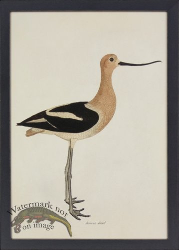 (image for) Tribute BFs 06 - American Avocet