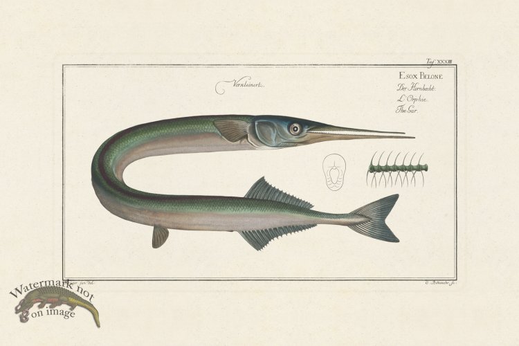 (image for) BLOCH FISH 033