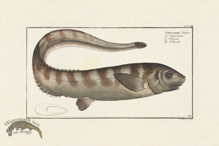 (image for) BLOCH FISH 431