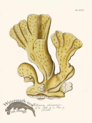 (image for) Esper Coral 028