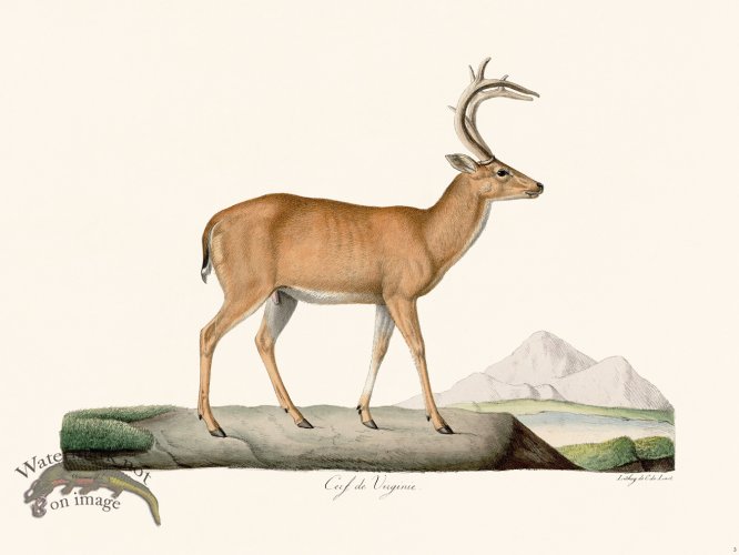 (image for) Cuvier 003 Virginia Deer