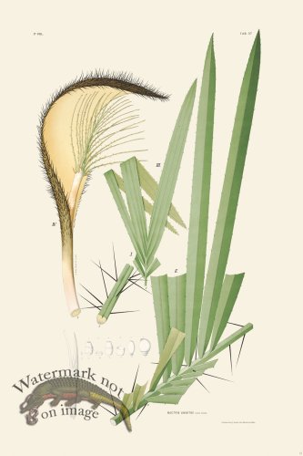 (image for) Rodrigues Palm Front 061