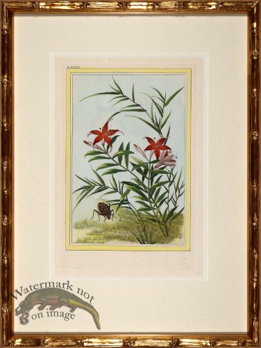 (image for) Buchoz Botanicals in Bamboo 10