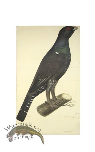 (image for) CAPERCAILLIE COCK . PL 7