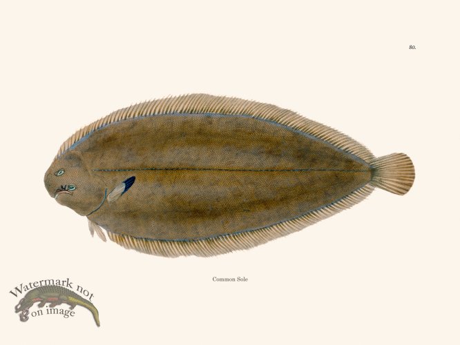 (image for) 080 Saury Gar- Fish