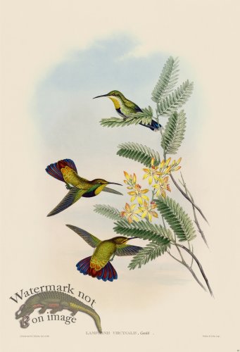 (image for) Gould Hummingbird 080