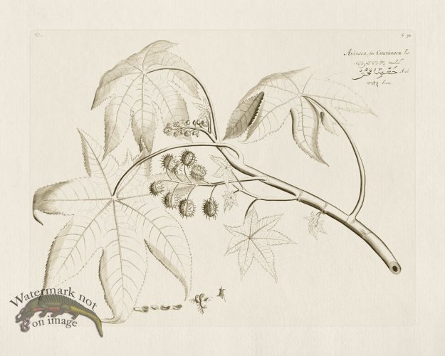 (image for) HORTUS VOL 02 32