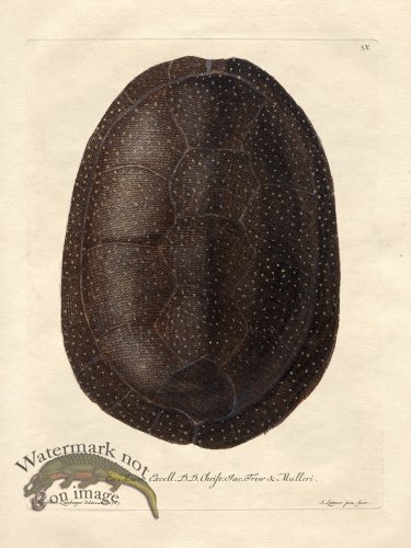 (image for) Trew Shell 05