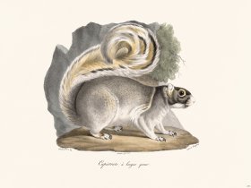 Cuvier 273 Capristrate