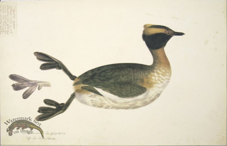 212 Swedish Birds . Colymbus Auritus, Horned Grebe