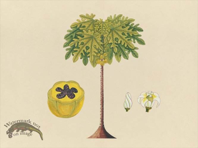 (image for) Far East Fruit and Flowers 02