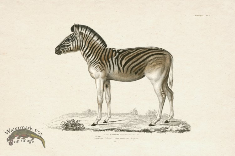(image for) FNH 14 Mountain Zebra