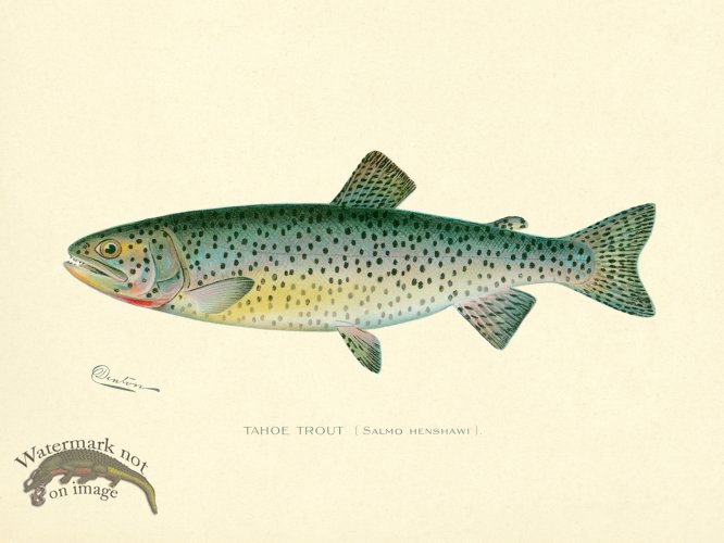 (image for) Trout - Tahoe