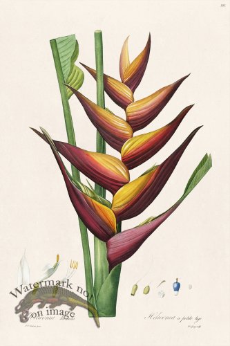 (image for) Les Liliacees Redoute 383