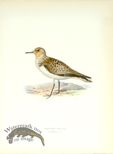 (image for) Swedish Birds 11