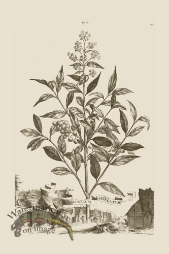 (image for) Abraham Munting 066