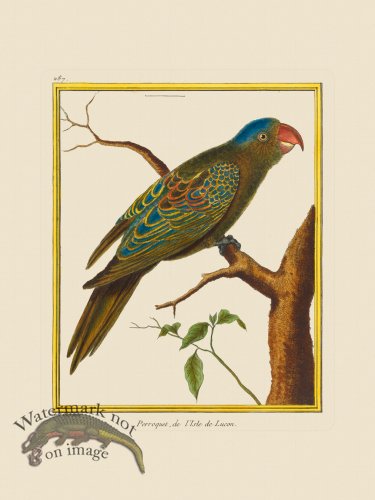 (image for) Martinet Bird 287