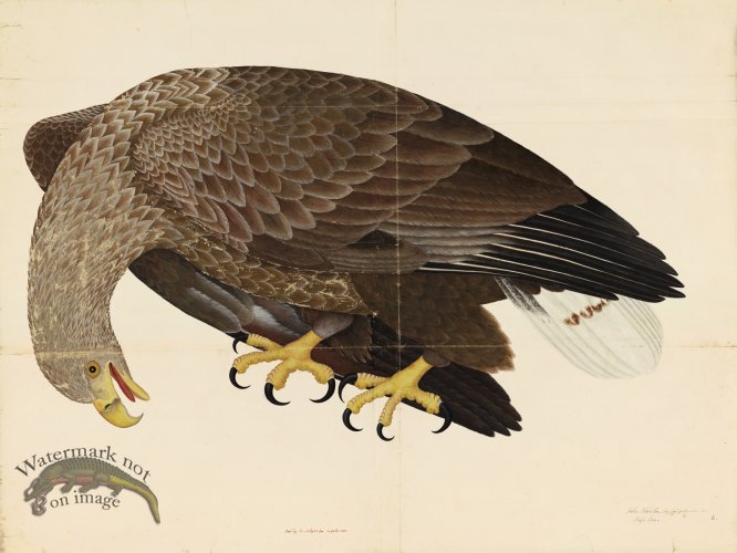 WHITE-TAILED EAGLE . PL 6