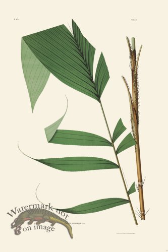 (image for) Rodrigues Palm Front 024