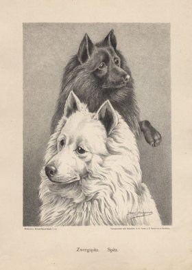 1890s Dogs 45